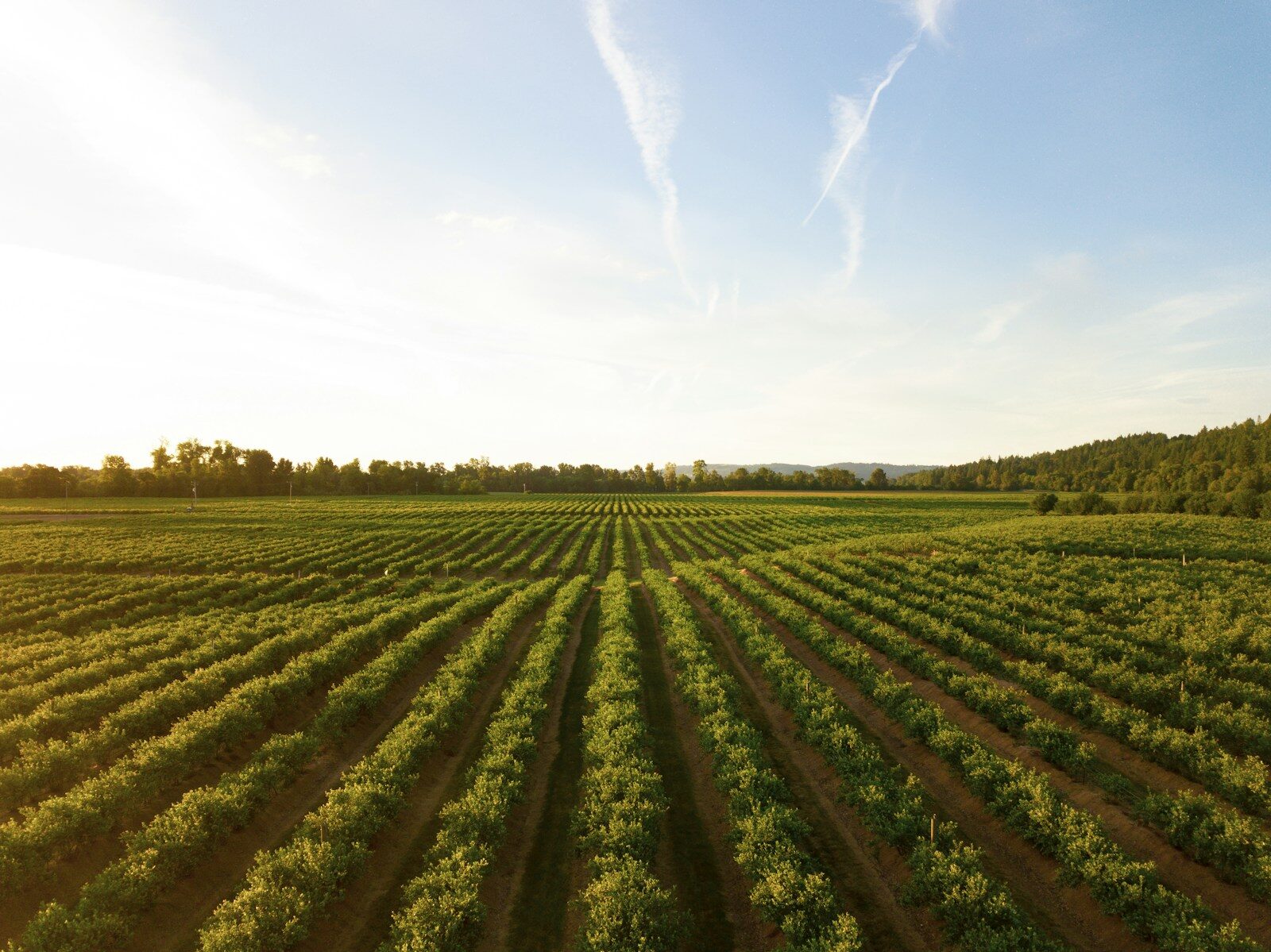 Green crops viewed across a field, illustrating satellite monitoring of plant health