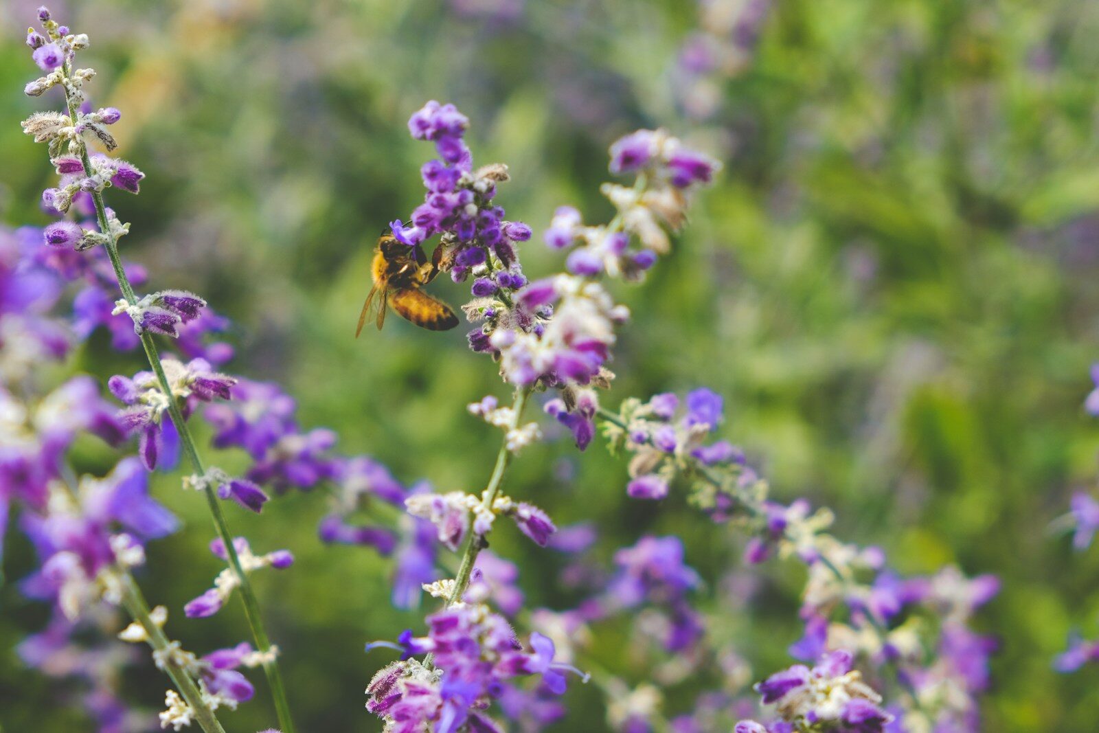 Wild purple flowers in a biodiverse meadow